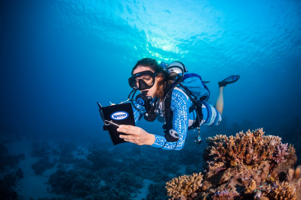 Diver’s Notebook